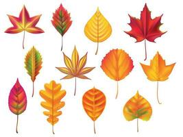 Autumn leaves. Fallen leaf, dry fall leafy litter and falling october nature leaves isolated vector set