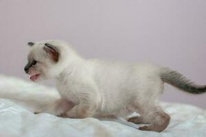 Side view of a beautiful Siamese kitten with open mouth. Place for text. Close-up. Selective focus. Blurred background. photo