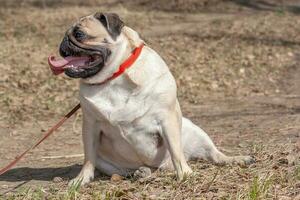 Fat Pug is sitting in the forest in a funny pose. Open mouth and long tongue. Looks to the side. Red leather collar and brown leash. Copy space. Horizontal. photo