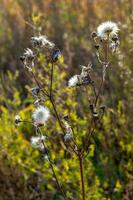 A plant similar to many dandelions on one stem with selective focus and grass on a blurred background. Warm tone colors. Vertical. photo