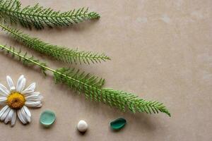 Flat view. Three green sprigs of a plant with chamomile and stones. Background brown ceramic tile. There is a place for text. photo