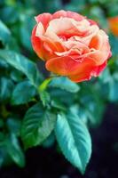 grande rojo Rosa en un arbusto con hojas. selectivo enfocar. sitio para texto. el antecedentes es borroso. foto