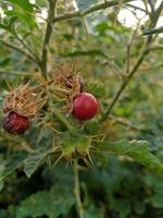 cortar árbol flores y frutas gratis descargar foto