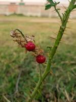 cortar árbol flores y frutas gratis descargar foto