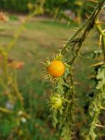 Cut tree flowers and fruits free download photo