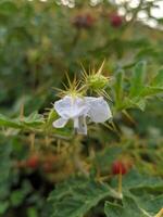 cortar árbol flores y frutas gratis descargar foto