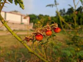 cortar árbol flores y frutas gratis descargar foto