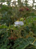 cortar árbol flores y frutas gratis descargar foto