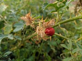 cortar árbol flores y frutas gratis descargar foto