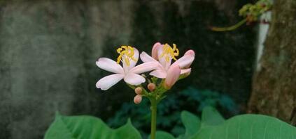 Pink Jatropha Integerrima Flower photo