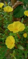 naturaleza fotografía - amarillo portulaca flores foto