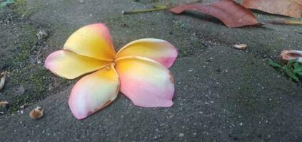 Cambodian Flowers Lying on the Ground photo