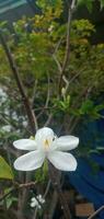 Nature Photo - Wrightia Antidysenterica flower