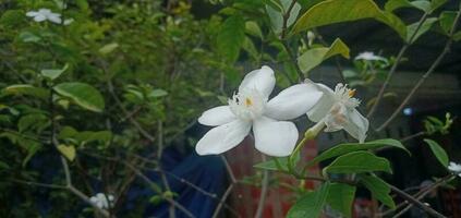 Nature Photo - Wrightia Antidysenterica flower