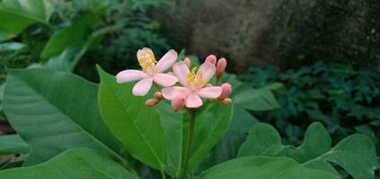 Pink Jatropha Integerrima Flower photo