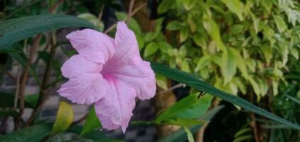 Closeup Pink Flowers of Ruellia Simplex photo