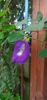 Butterfly Pea Flower Photography photo