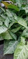 Nature Photography - Syngonium Plant Leaves photo