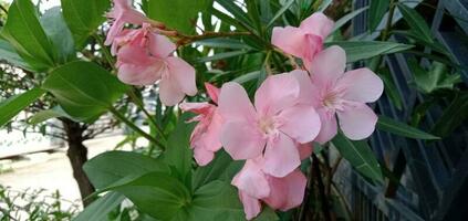 fotografía de flores en el jardín foto