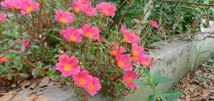 naturaleza fotografía - rosado portulaca flores foto