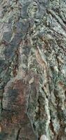 Tree Trunk Surface Texture photo