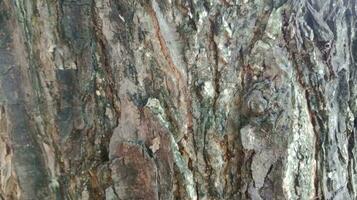 árbol maletero superficie textura foto