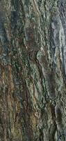 Tree Trunk Surface Texture photo