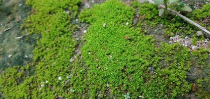 Green Moss On Soil and Rocks photo