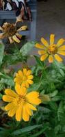 naturaleza fotografía - amarillo wedelia chinensis flor foto