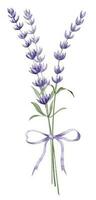 Bouquet of Lavender Flowers with purple ribbon. Hand drawn watercolor illustration on white isolated background for greeting cards or wedding invitations. Floral Province drawing for icon or logo vector