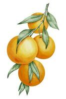 Orange Fruit Branch. Hand drawn watercolor illustration of yellow tropical citrus Food on white isolated background. Drawing of mandarin tree with green leaves. Sketch of juicy clementine for menu vector