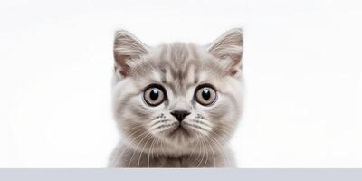ai generado. ai generativo. foto realista ilustración de británico azul gris gato cara animal mascota. gráfico Arte ilustración