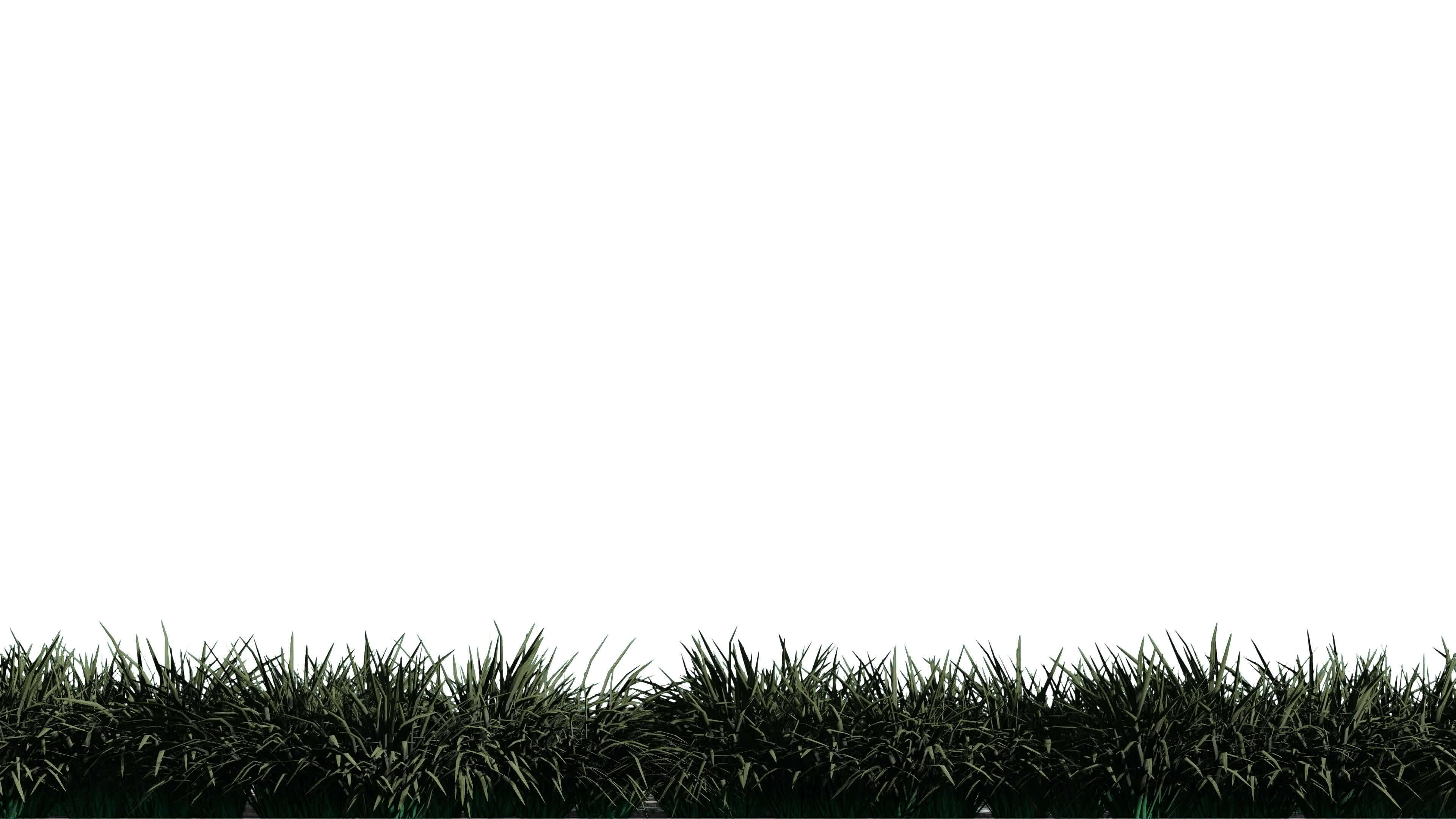 Isolated black grass on white background,alpha channel 24795195 Stock