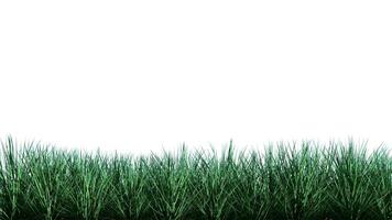 Isolated lawn on white,grass background with alpha channel video