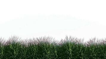 Isolated green grass on white background,alpha channel video