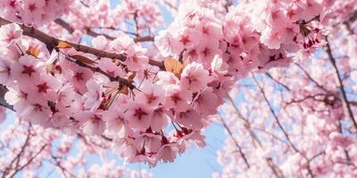 ai generado. ai generativo. tradicional japonés flor sakura Cereza florecer árbol. gráfico Arte foto