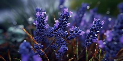 ai generado. ai generativo. lavanda planta flor macro Disparo foto ilustración. gráfico Arte