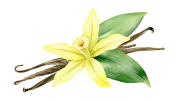 Vanilla flower, sticks, pods and leaves. Watercolor illustration drawn by hands. Ingredients for cookery and sweet baking. Organic healthy food. Isolated. For packaging design, menu, advertising png