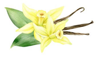 Vanilla flower, sticks, pods and leaves. Watercolor illustration drawn by hands. Ingredients for cookery and sweet baking. Organic healthy food. Isolated. For packaging design, menu, advertising png