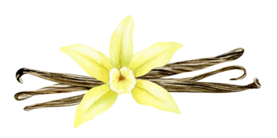 Vanilla flower, sticks, pods. Watercolor illustration drawn by hands. Ingredients for cookery and sweet baking. Organic healthy food. Isolated. For packaging design, menu, advertising png