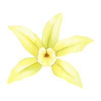 geel vanille bloem. waterverf illustratie getrokken door handen. geïsoleerd. biologisch gezond voedsel. tropisch orchidee. png