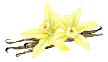 Vanilla flower, sticks, pods. Watercolor illustration drawn by hands. Ingredients for cookery and sweet baking. Organic healthy food. Isolated. For packaging design, menu, advertising png