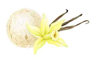 Single vanilla ice cream ball with vanilla flower and pods. Vanilla dessert. Watercolor hand drawn illustration. Isolated. For menu, packaging design, advertising png