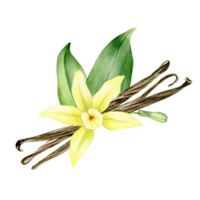 Vanilla flower, sticks, pods and leaves. Watercolor illustration drawn by hands. Ingredients for cookery and sweet baking. Organic healthy food. Isolated. For packaging design, menu, advertising png