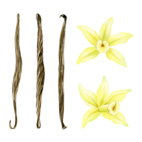 Set of vanilla flowers, sticks, pods. Watercolor illustration drawn by hands. Ingredients for cookery and sweet baking. Organic healthy food. Isolated. For packaging design, menu, advertising png