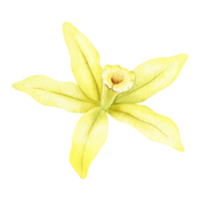 gul vanilj blomma. vattenfärg illustration dragen förbi händer. isolerat. organisk friska mat. tropisk orkide. png