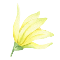 Yellow vanilla flower. Watercolor illustration drawn by hands. Isolated. Organic healthy food. Tropical orchid. png