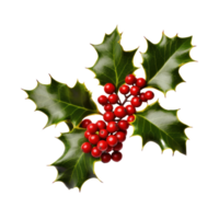 Holly berry with leaves isolated. Illustration png