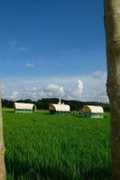 Green Rural Farm Landscape Under Blue Skies with Crops and Trees photo