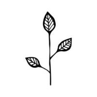 A simple element of leaves on a twig. Silhouette of a blade of grass on a white background. Isolated illustration hand drawn vector